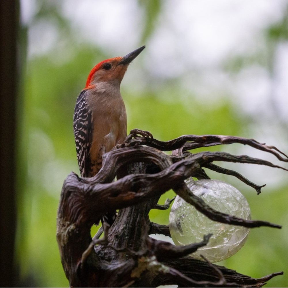 Meet your Posher, Letty